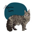 Maine Coon cat,  illustration Royalty Free Stock Photo